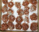 Lot: / to / Twinned Aragonite Clusters - Pieces #134143-1